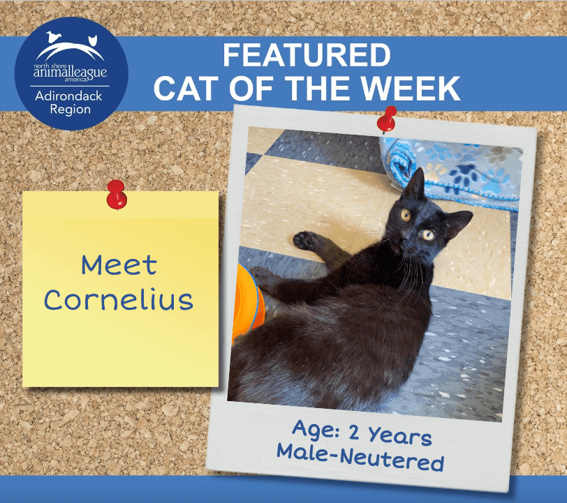 cornelius featured cat of the week