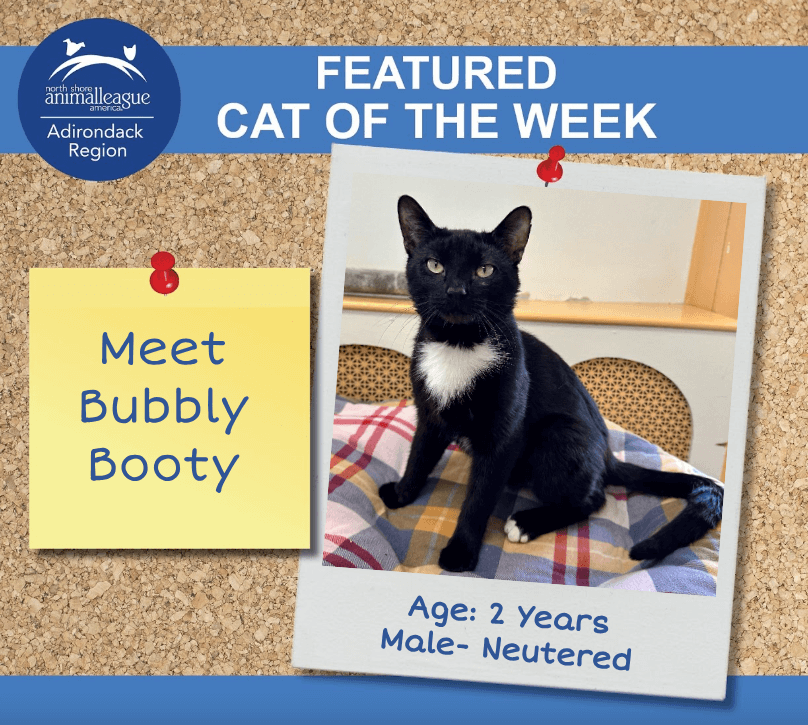 Featured cat of the week: Booty