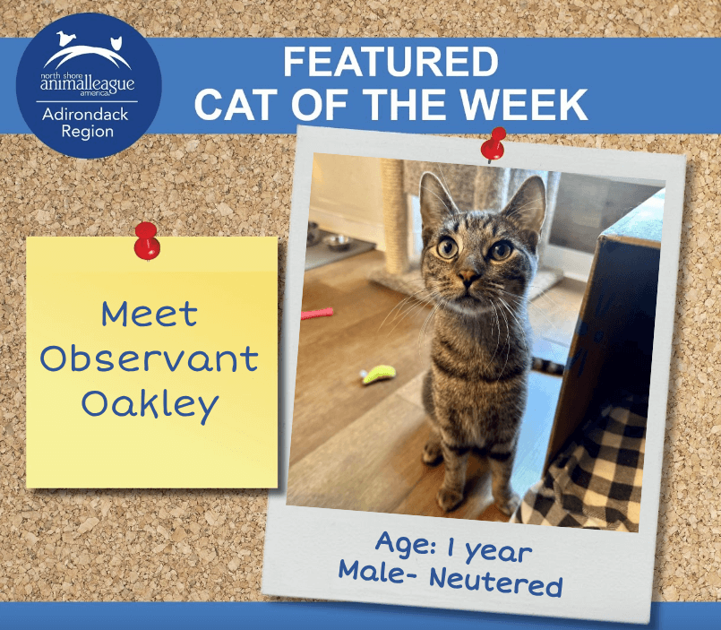 cat of the week Oakley