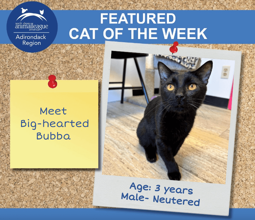 cat of the week - Bubba