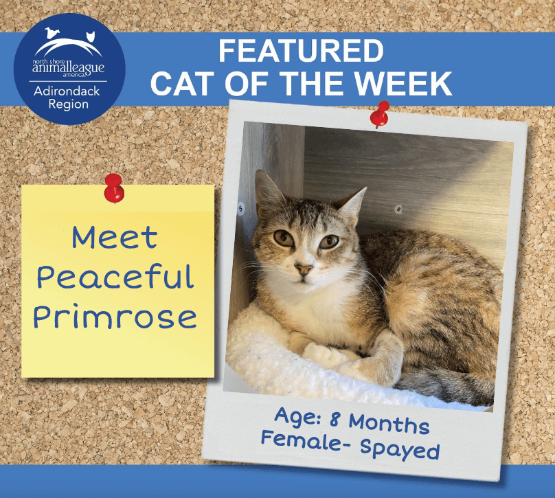 Cat of the Week - Primrose