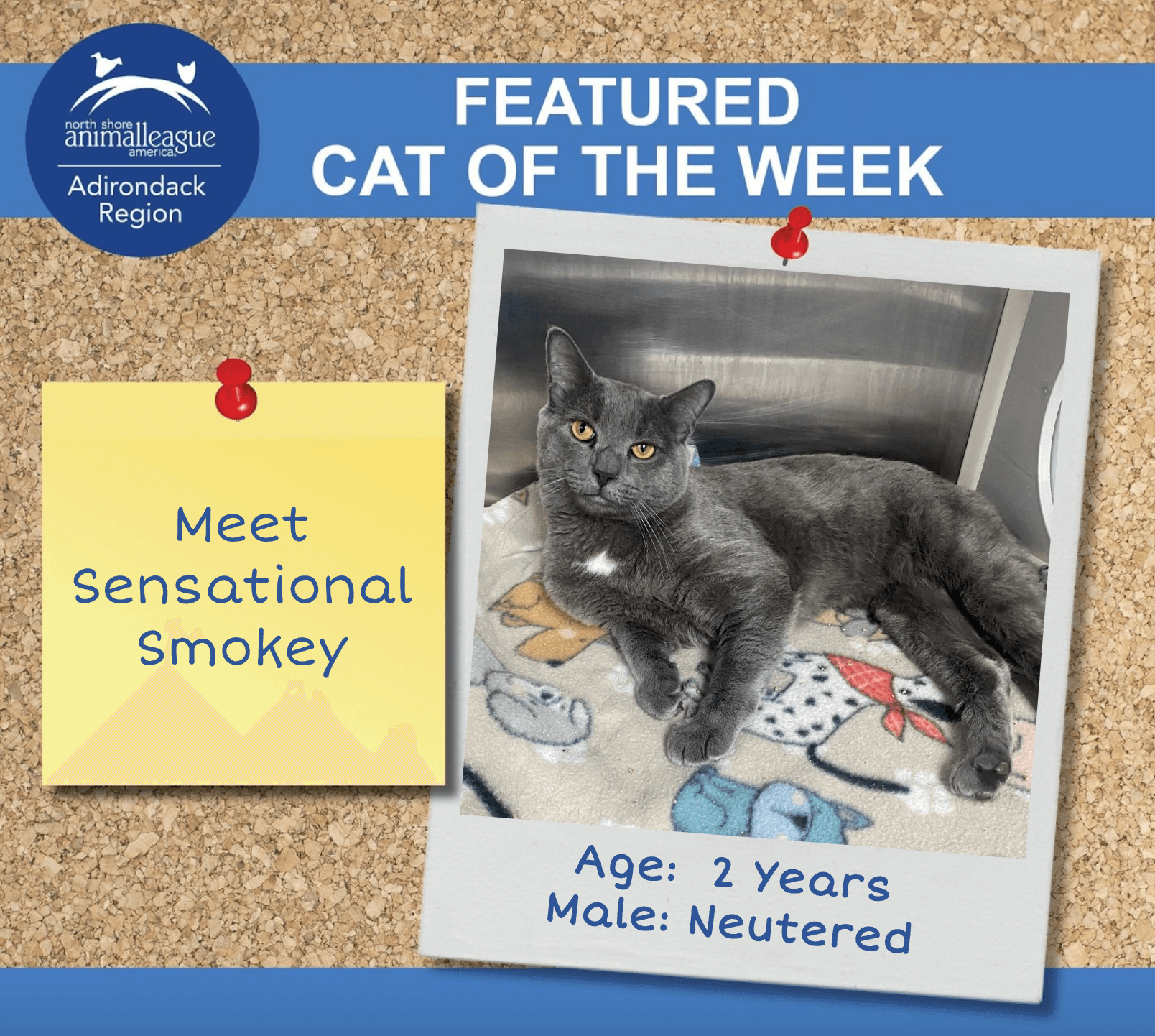 cat of the week smokey