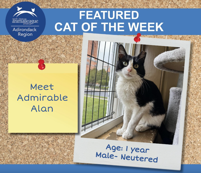 Alan-cat-of-the-week