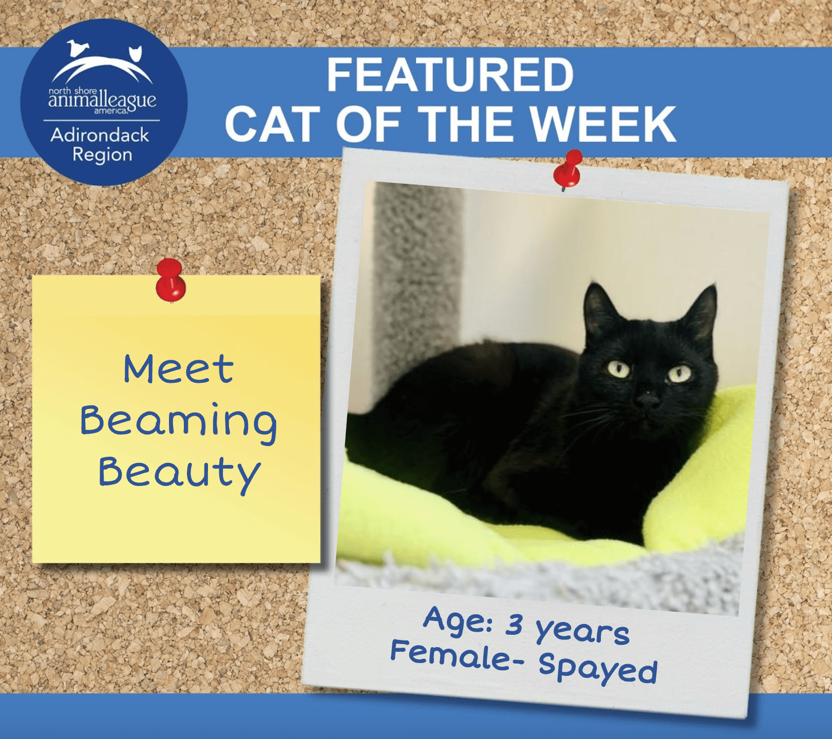 cat of the week Beauty