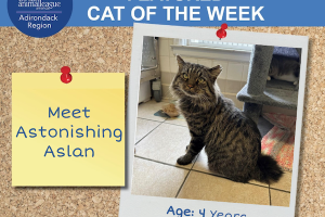 Adirondack Region Cat Adoption Center's Featured Cat of the Week: Aslan