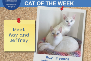 Adirondack Region Cat Adoption Center's Featured Cat of the Week: Ray and Jeffrey