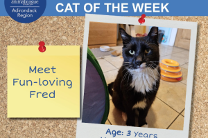 Adirondack Region Cat Adoption Center's Featured Cat of the Week: Fred