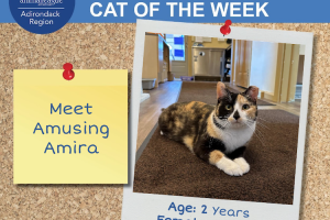 Adirondack Region Cat Adoption Center's Featured Cat of the Week: Amira