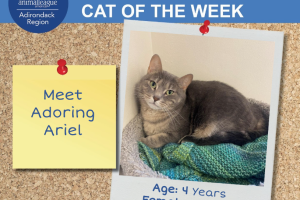 Adirondack Region Cat Adoption Center's Featured Cat of the Week: Ariel