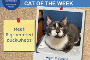 Adirondack Region Cat Adoption Center's Featured Cat of the Week: Buckwheat