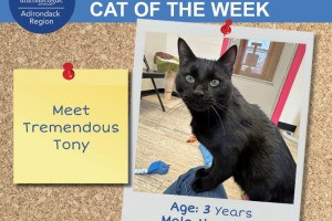 Adirondack Region Cat Adoption Center's Featured Cat of the Week: Tony