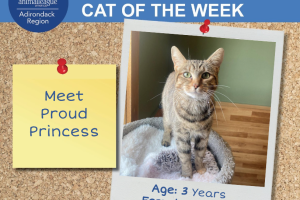 Adirondack Region Cat Adoption Center's Featured Cat of the Week: Princess