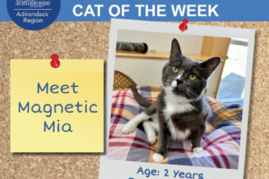 Cat of the week - Mia