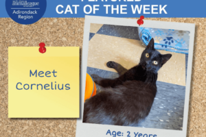 cornelius featured cat of the week