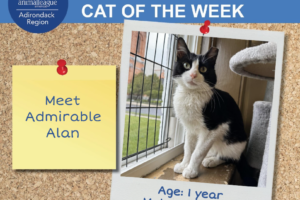 Alan-cat-of-the-week