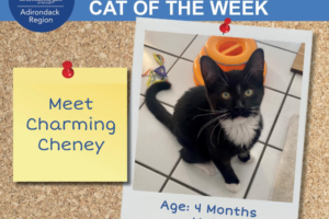 Cheney - Cat of the Week