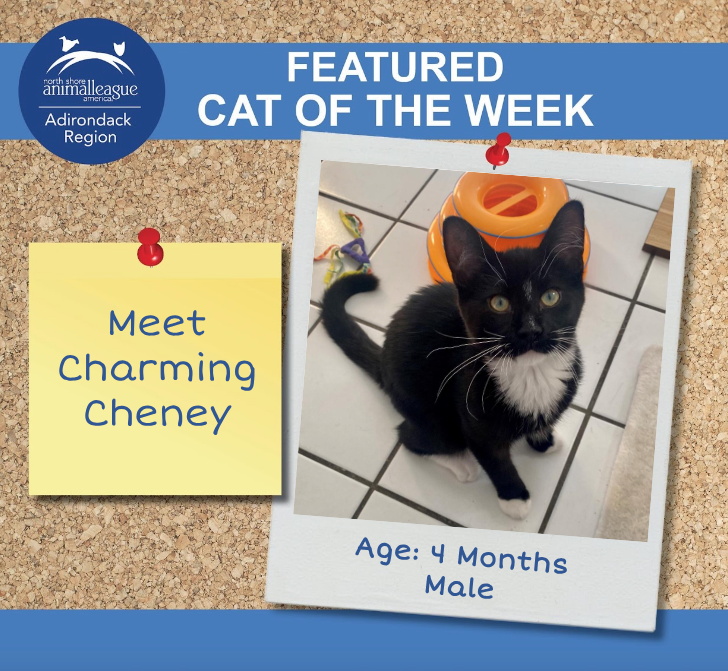 Cheney - Cat of the Week